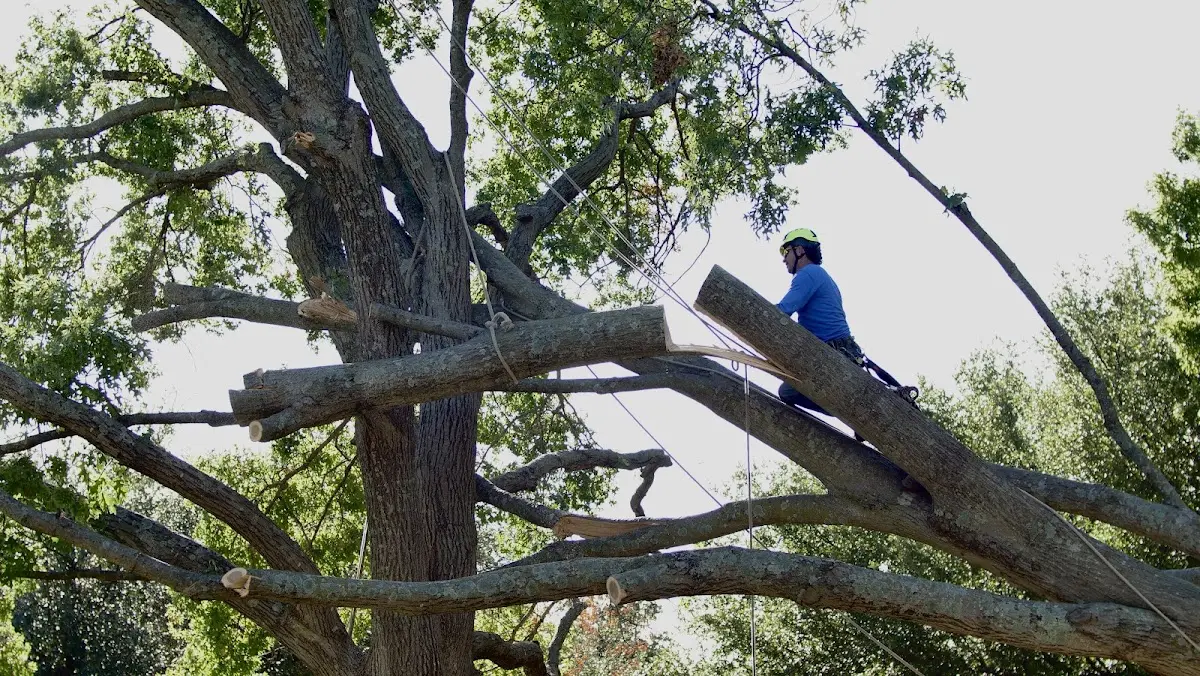 Professional Crown Thinning performed by certified arborists in Dimock